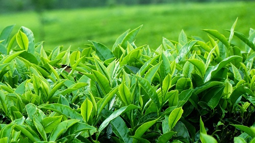 Tìm hiểu về tinh dầu trà xanh