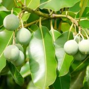 Dầu mù u